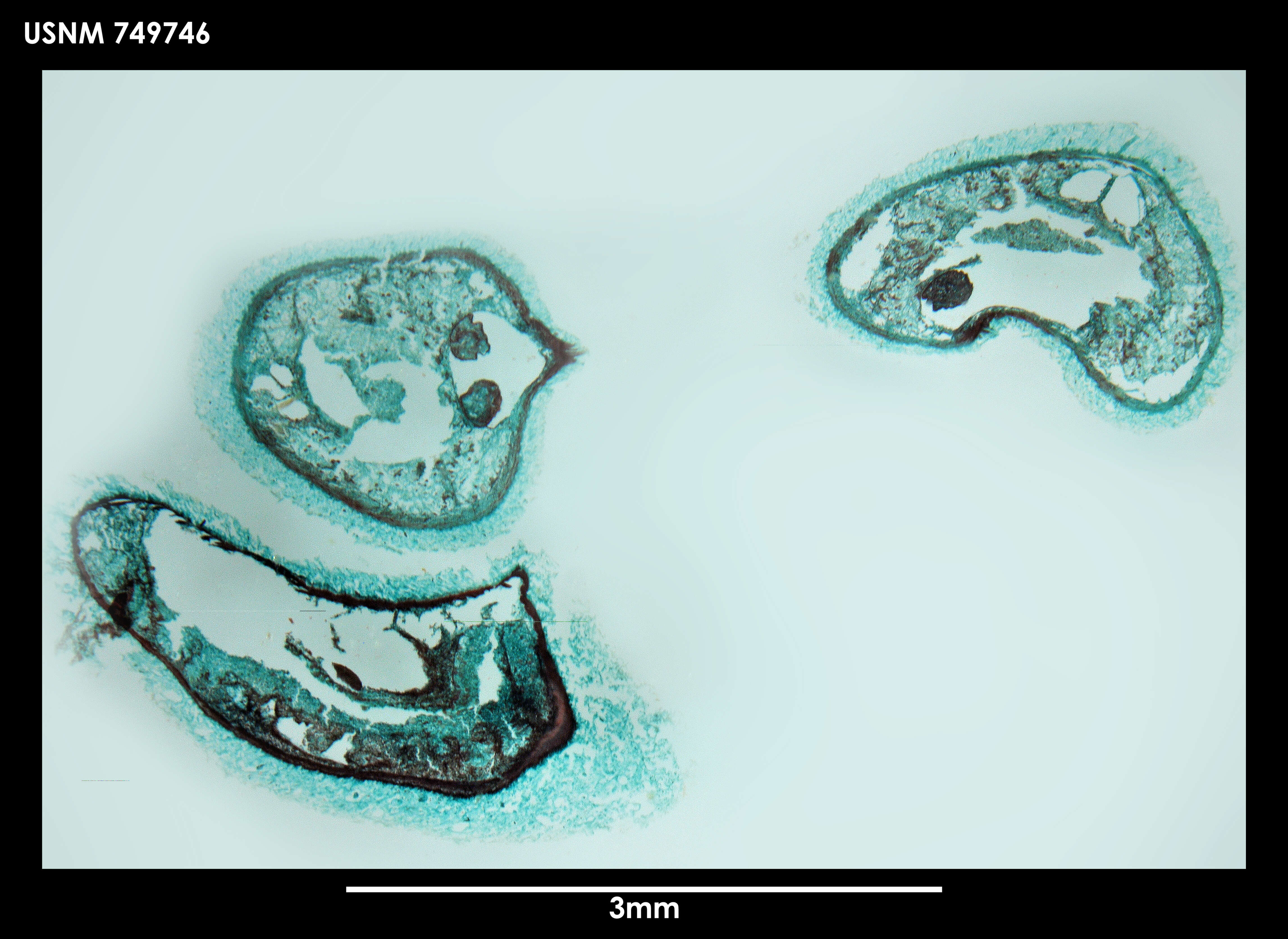 Image of Dorymenia singulatidentata Salvini-Plawen 1978