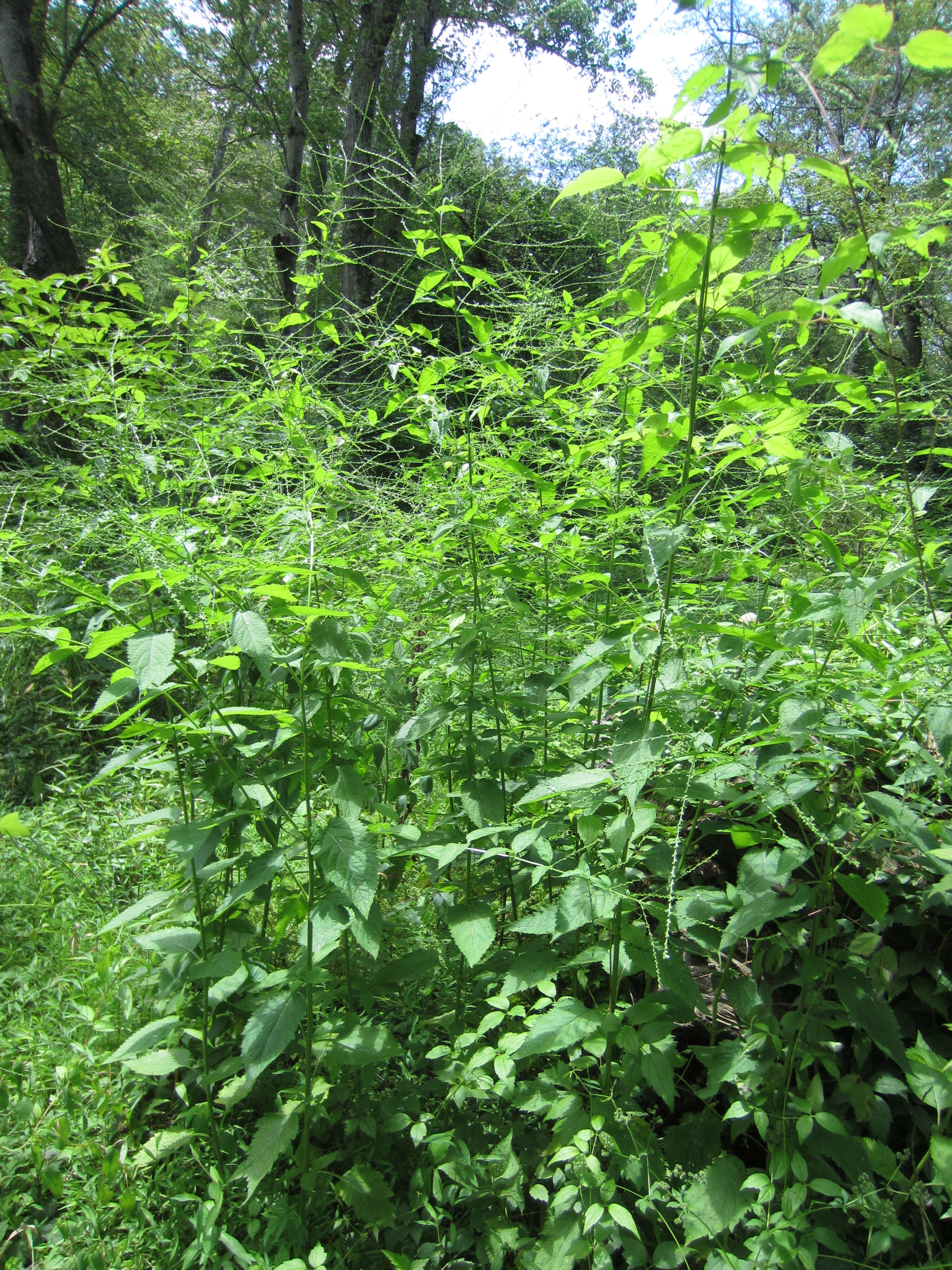 Image of white vervain