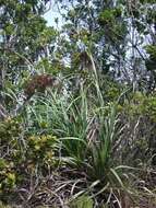 Image of Kauai sawsedge