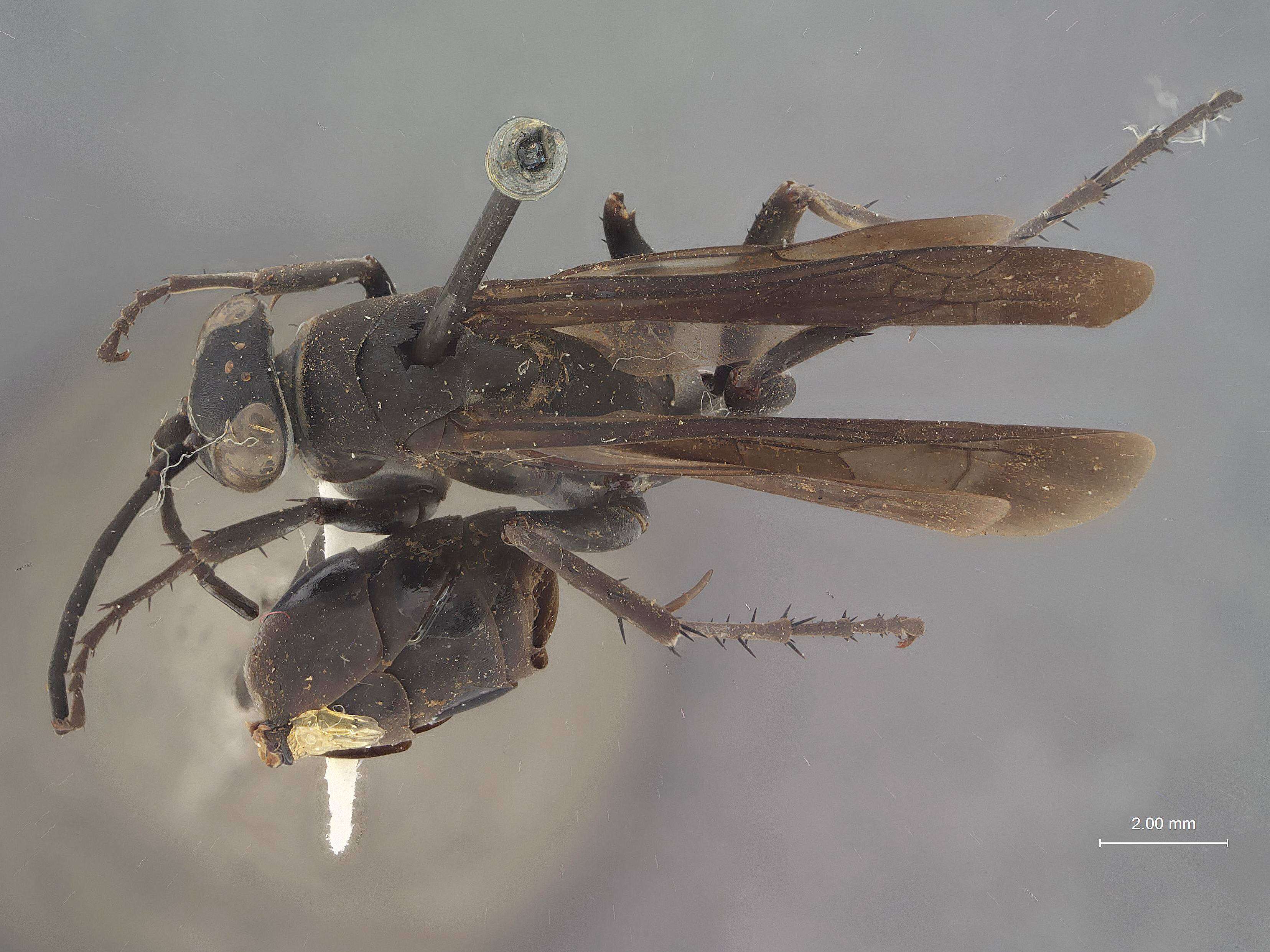 Image of Paracyphononyx plutonis Banks 1940