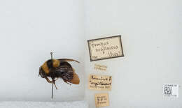 Слика од Bombus argillaceus (Scopoli 1763)