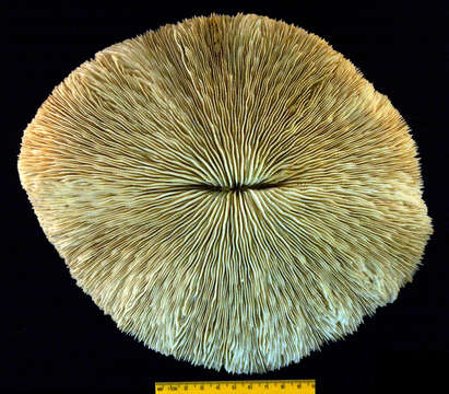 Image of Common Mushroom Coral