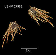 Image of Echinozoa