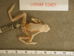 Image of Elegant Stubfoot Toad