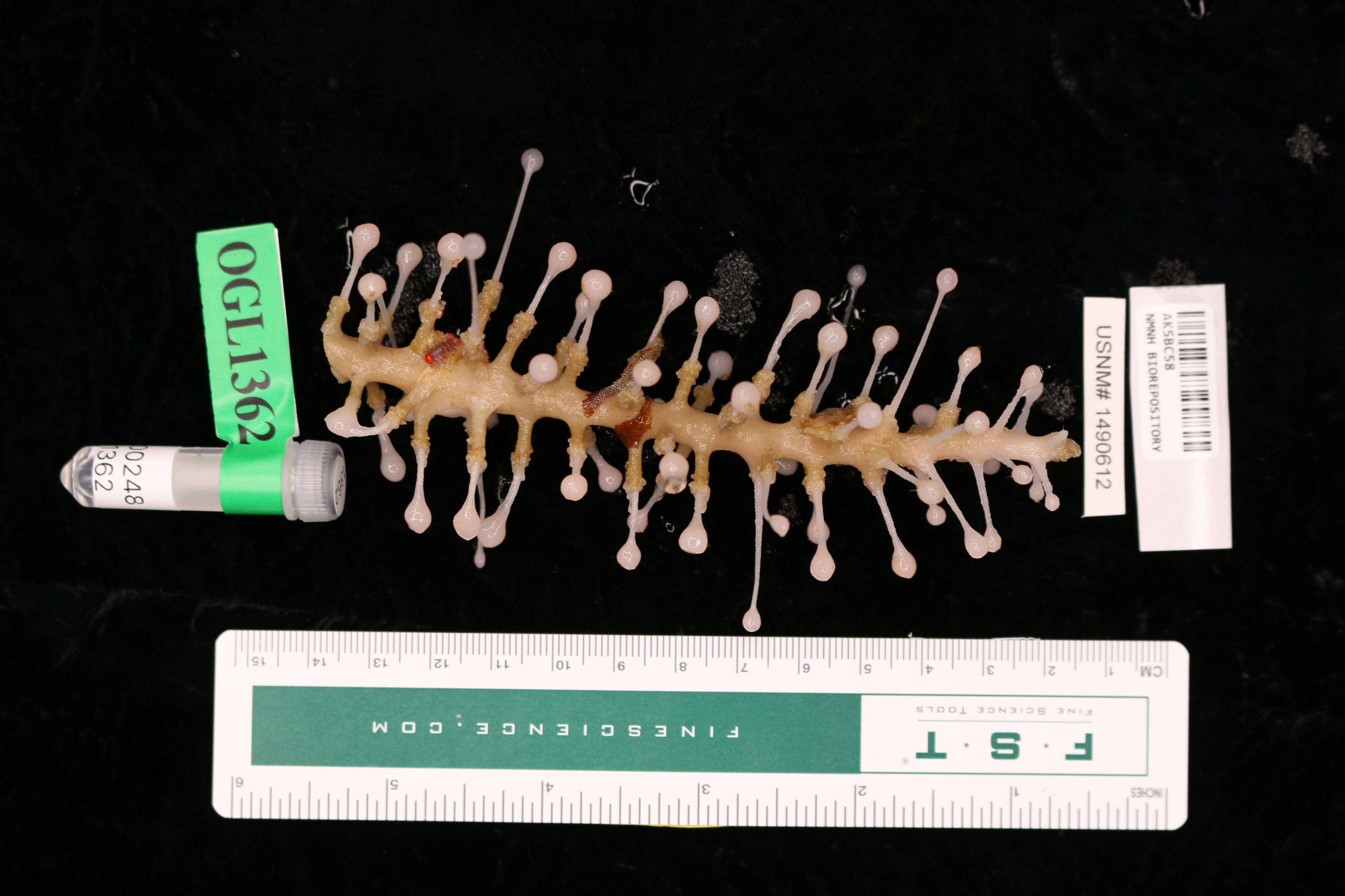 Image of Chondrocladia Thomson 1873