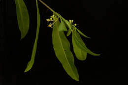 Image of twoleaf nightshade