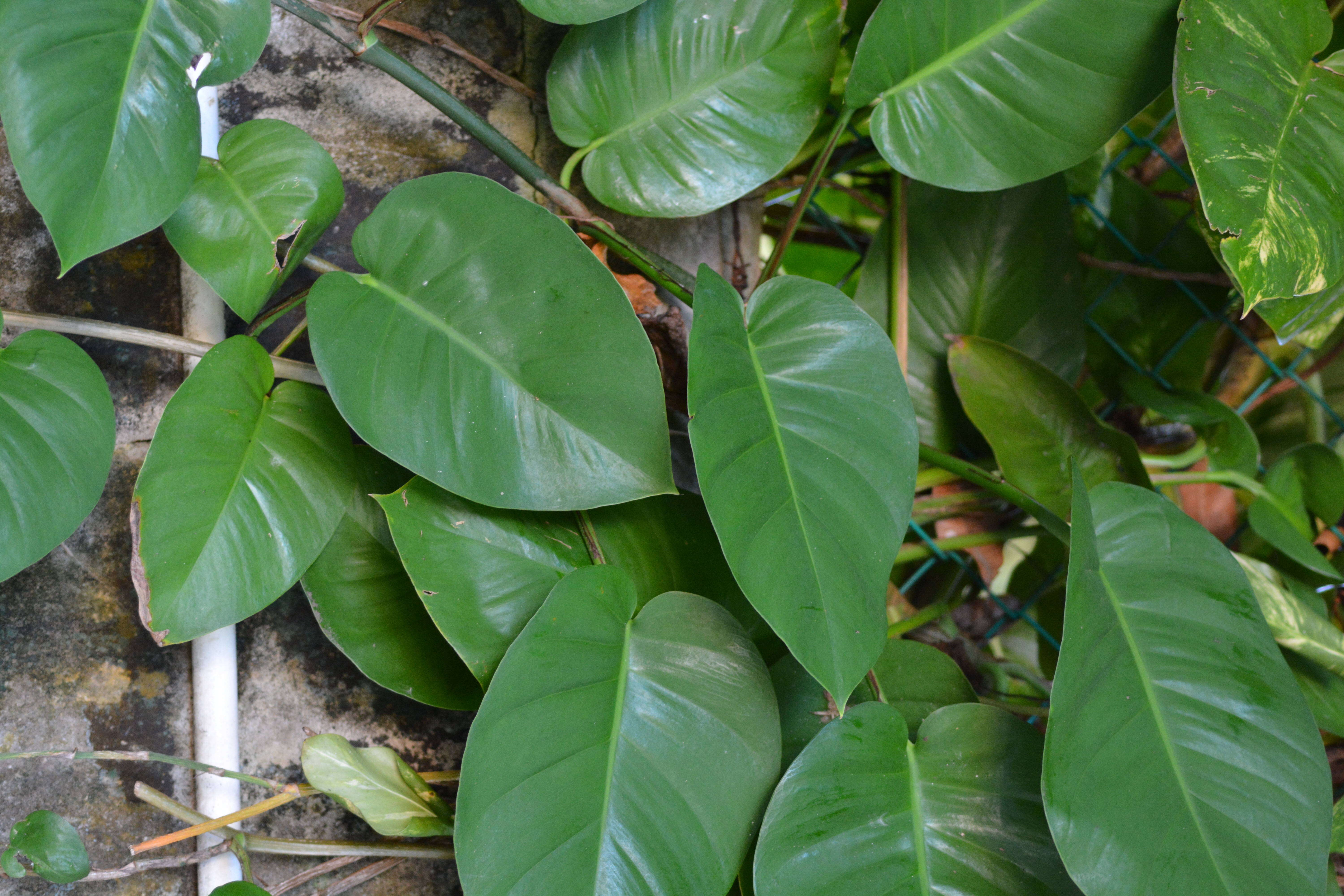 Image of Epipremnum aureum (Linden & André) G. S. Bunting