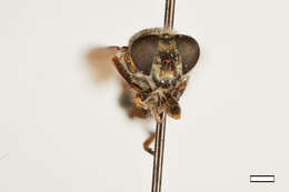 Image of Chalcosyrphus dubius (Shannon 1926)