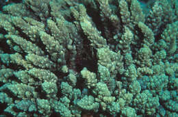 Image of red algae
