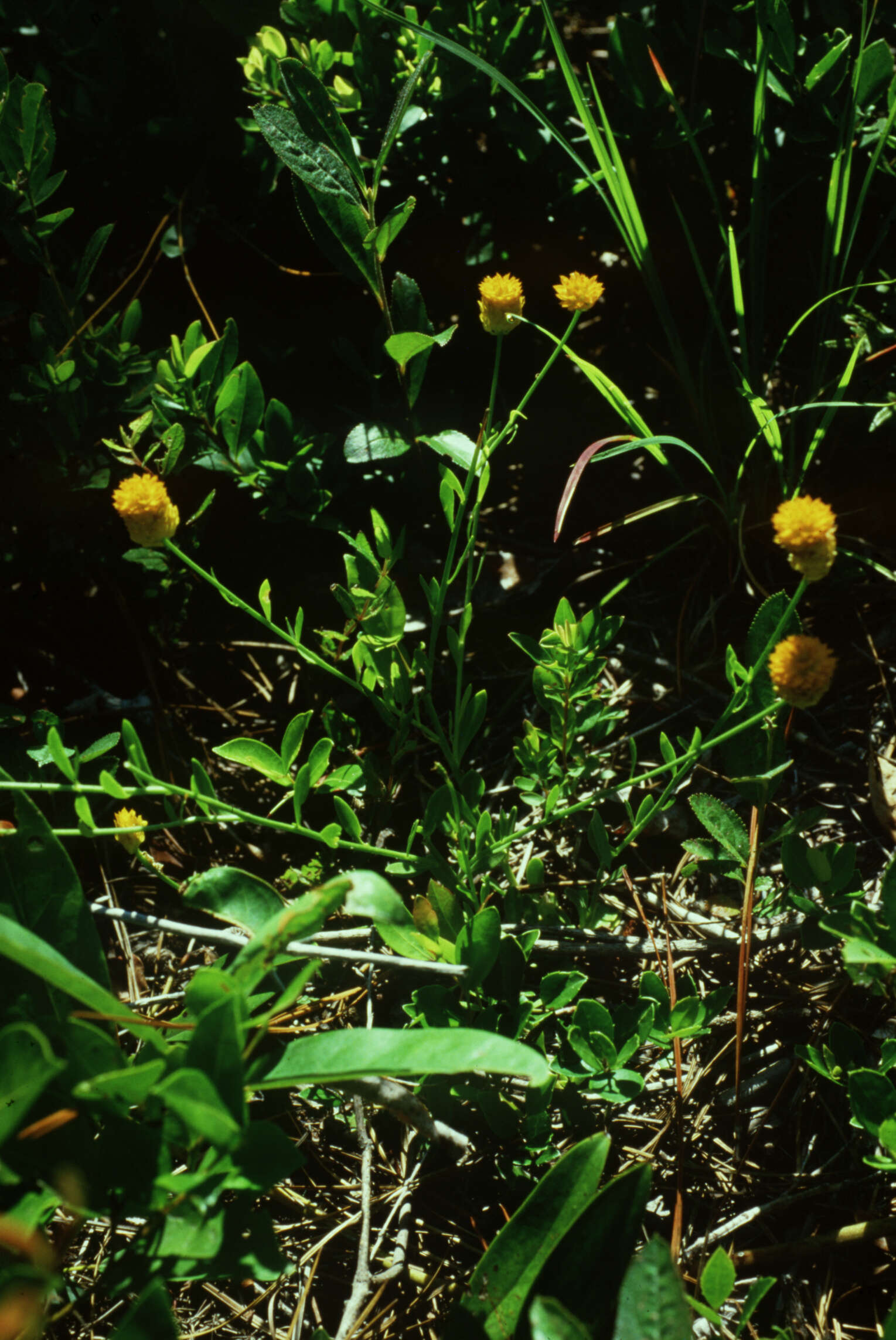 Image of orange milkwort