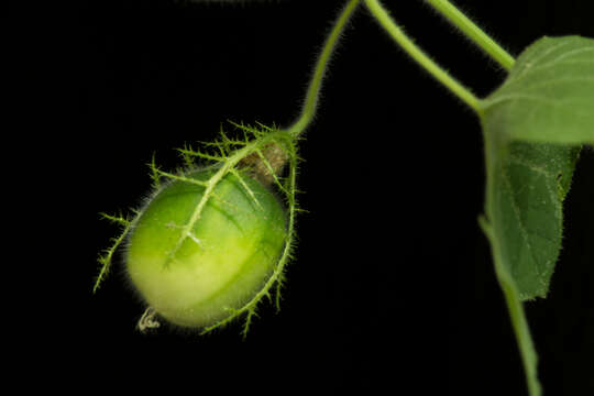 Sivun Passiflora foetida var. gossypiifolia (Desv. ex Ham.) Masters kuva