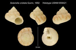 Image of Solariella cristata Quinn 1992