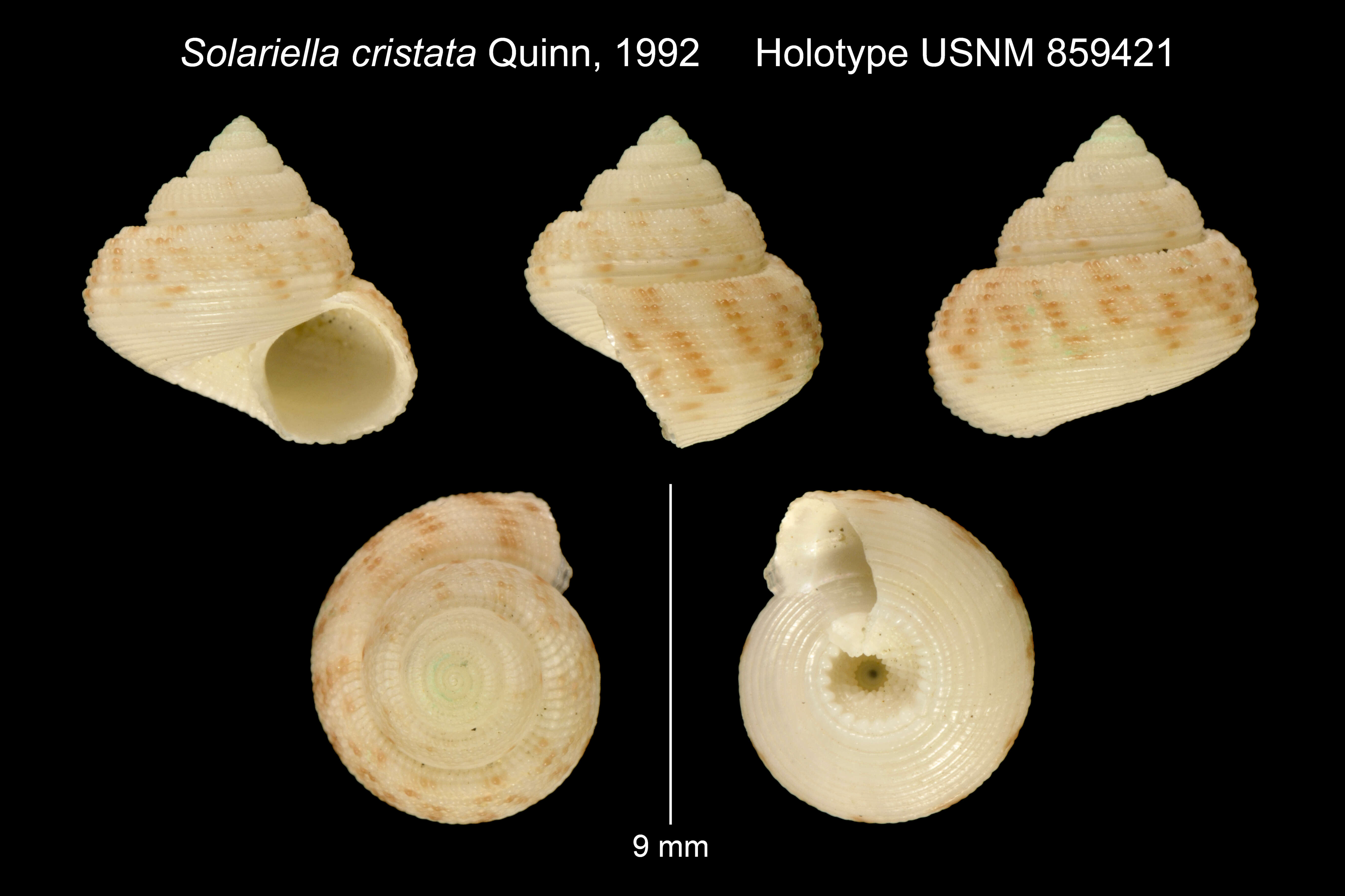 Solariella cristata Quinn 1992的圖片