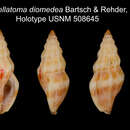 Image of Rubellatoma diomedea Bartsch & Rehder 1939