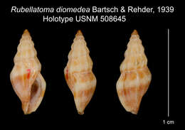 Image of Rubellatoma diomedea Bartsch & Rehder 1939