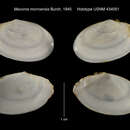 Image of Macoploma acolasta (Dall 1921)