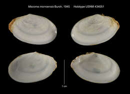 Image of Macoploma acolasta (Dall 1921)