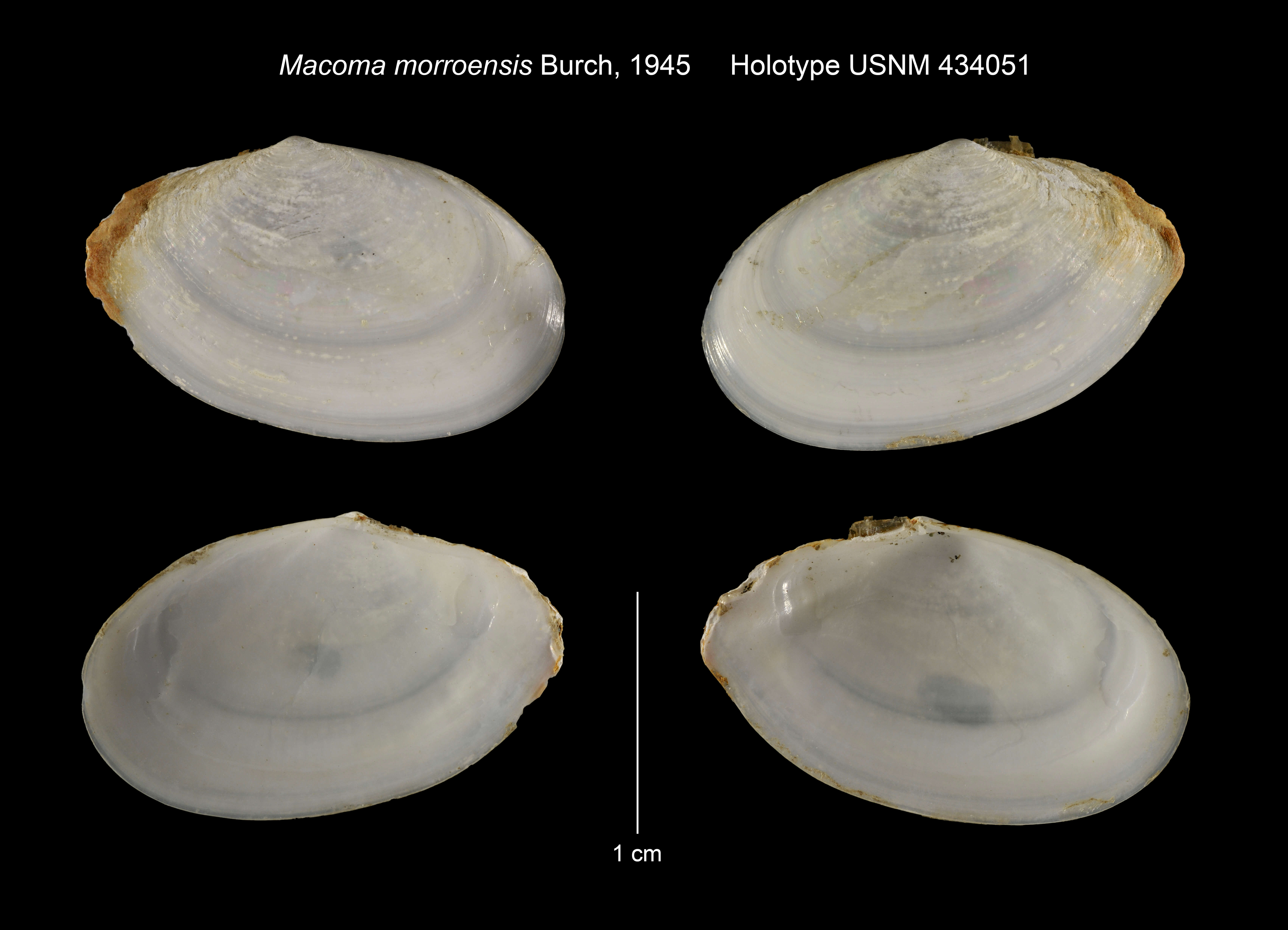 Image de Macoploma acolasta (Dall 1921)