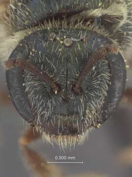 Image of Halictus