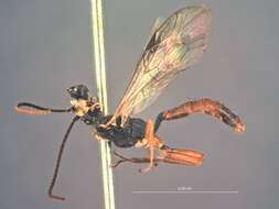 Image of Cratichneumon yakutatensis Ashmead 1902