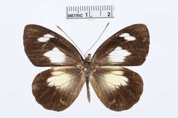 Image of Leptophobia caesia (Lucas 1852)