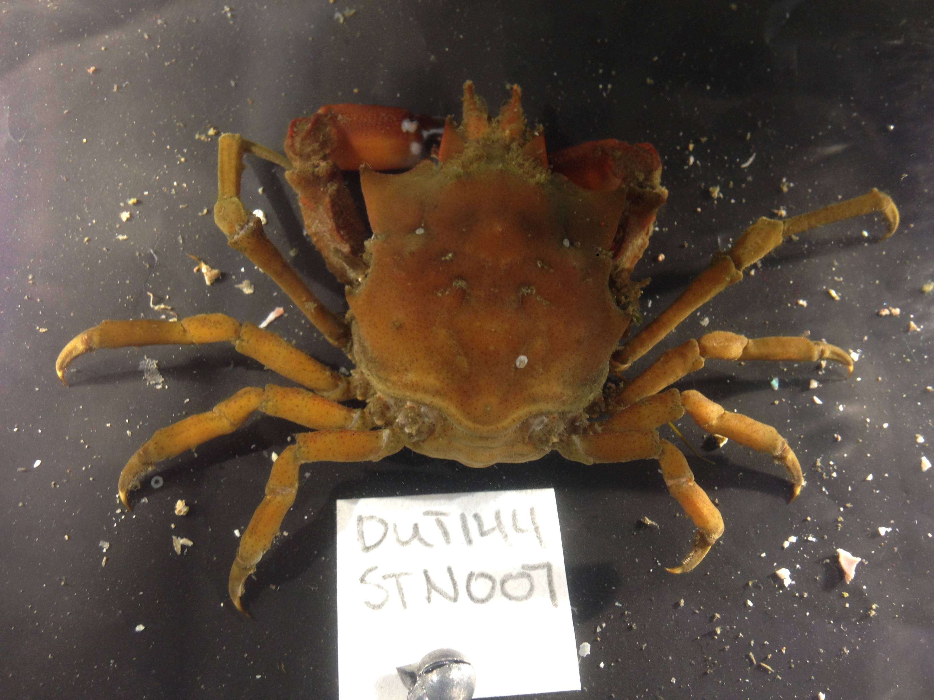 Image of graceful kelp crab