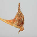 Image of Hypsoprora caldwelli Plummer