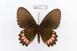 Image of Parides erithalion (Boisduval 1836)