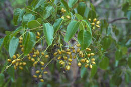 Image of Florida poisontree