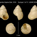 Image of Cantharidoscops frigidus (Dall 1919)