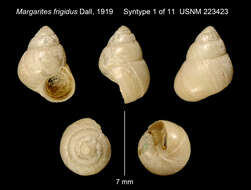 Image of Cantharidoscops frigidus (Dall 1919)