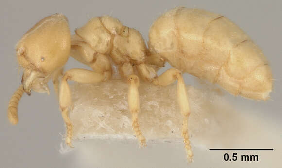 Image of Acropyga pallida (Donisthorpe 1938)