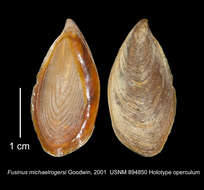 Sivun Marmorofusus michaelrogersi (Goodwin 2001) kuva