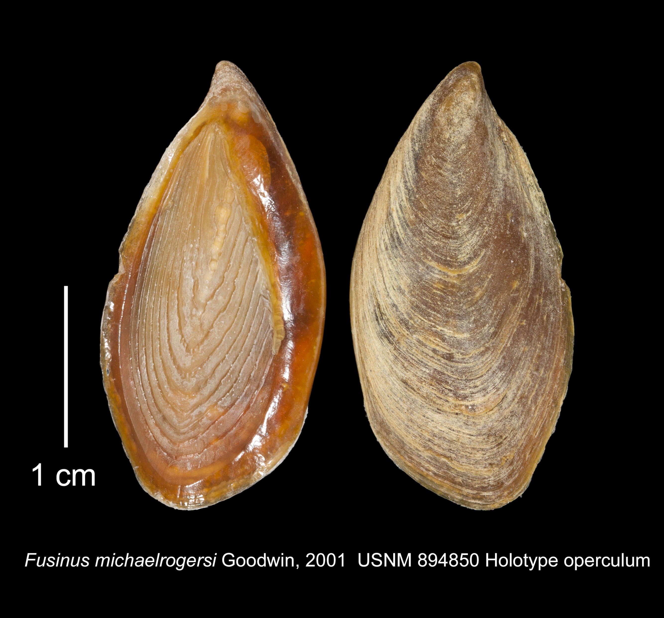 Sivun Marmorofusus michaelrogersi (Goodwin 2001) kuva