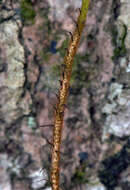 Image of clubmoss snakefern