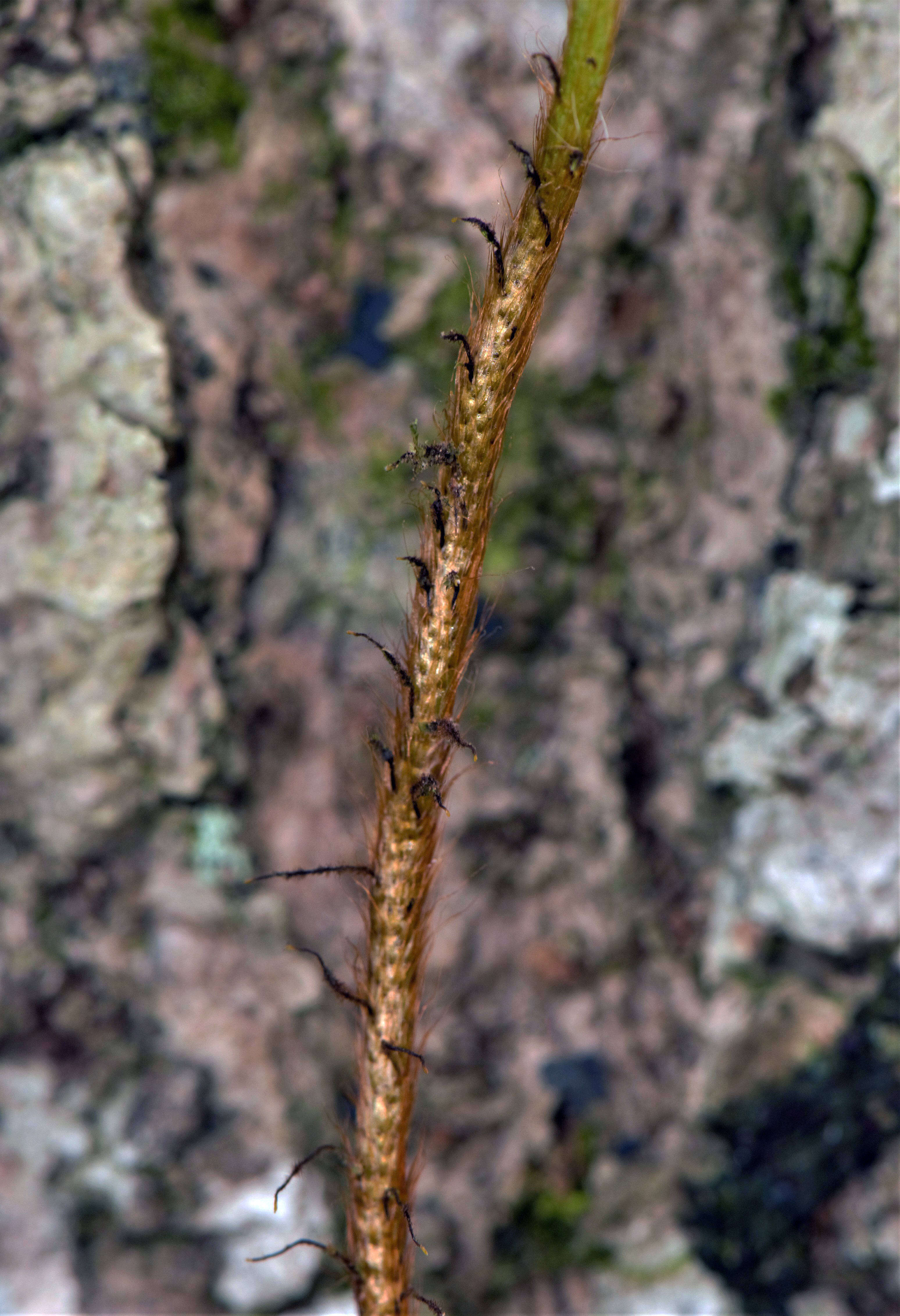 Microgramma lycopodioides (L.) Copel. resmi