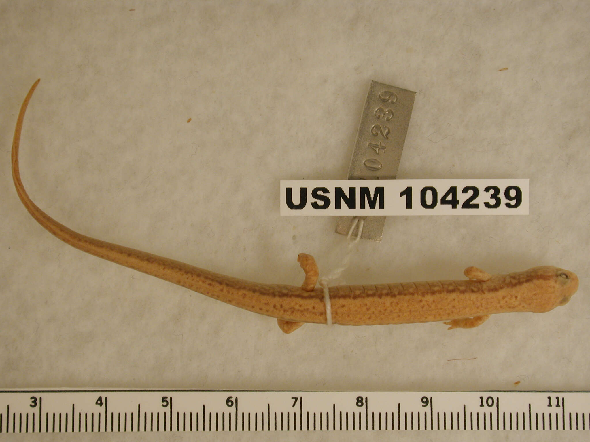 Image of Northern Two-lined Salamander