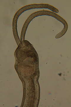 Image of Megadrilus Martinez, Di Domenico, Rouse & Worsaae 2015