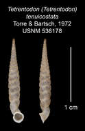 Image of Tetrentodon tenuicostatus C. de la Torre & Bartsch 1972