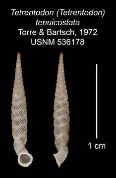 Image of Tetrentodon tenuicostatus C. de la Torre & Bartsch 1972