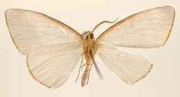 Imagem de Leuculopsis rufifimbria Dognin 1911