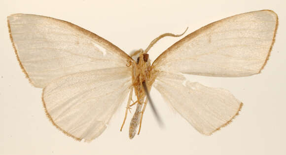 Image of Leuculopsis rufifimbria Dognin 1911