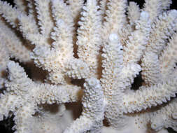 Image of Eight-ray finger coral