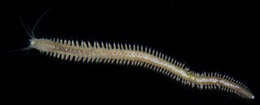 Image of Dumeril's clam worm