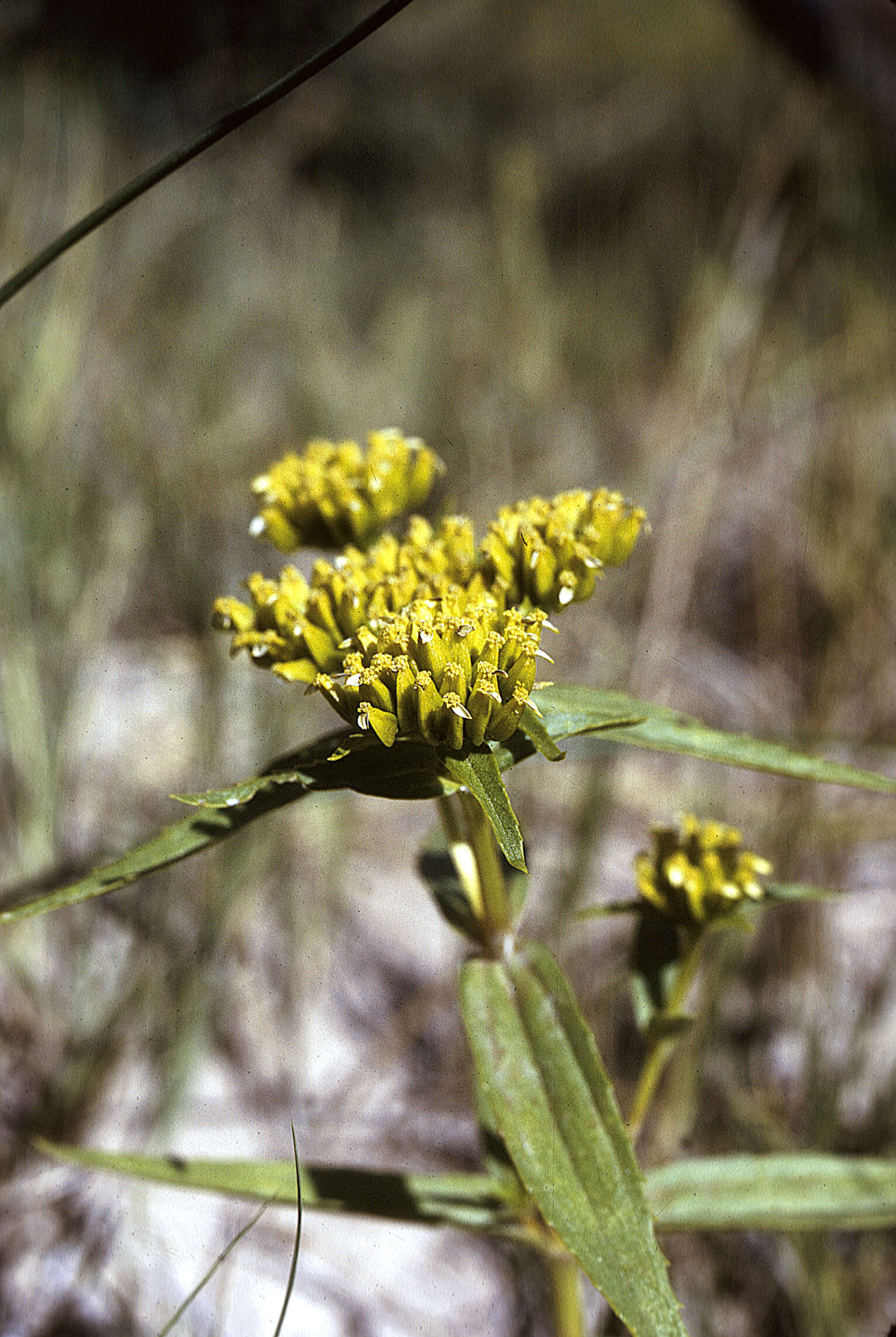 Image of Alkali Yellowtops