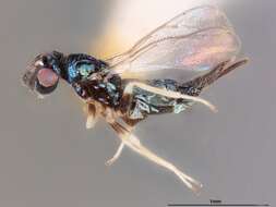 Image of Baryscapus megachilidis (Burks 1963)