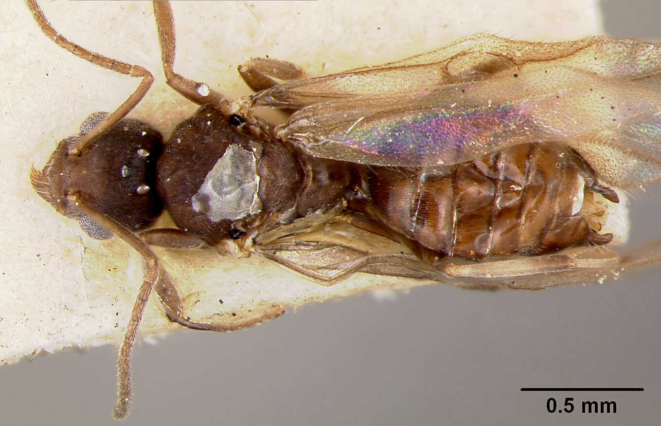 Image of Tapinoma opacum Wheeler & Mann 1914