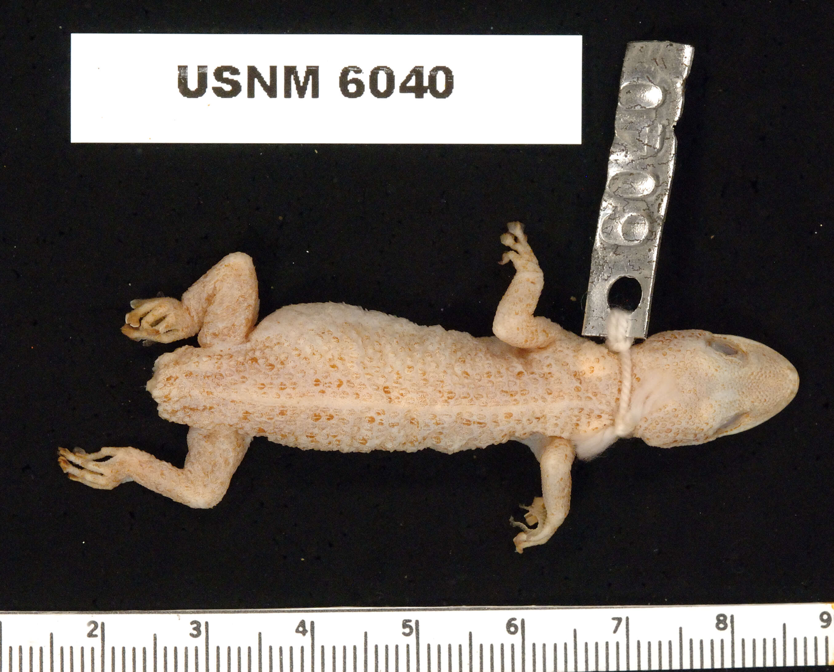 Image of Barbados Leaf-toed Gecko
