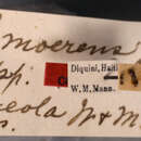 Image of Pheidole moerens creola Wheeler & Mann 1914