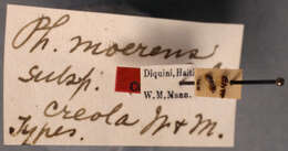 Image of Pheidole moerens creola Wheeler & Mann 1914